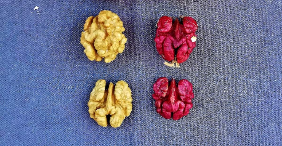 ”Rubin”, nucile cu miez roșu au fost omologate în România. Cel mai nou soi românesc de nuc poate fi cultivat începând din acest an