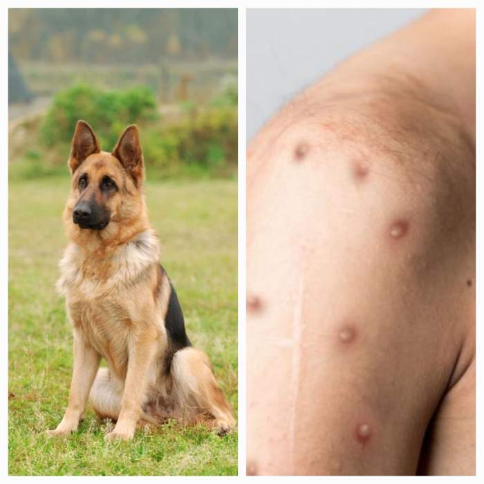 Primul câine infectat cu variola maimuței. Animalul a luat virusul de la doi bărbați