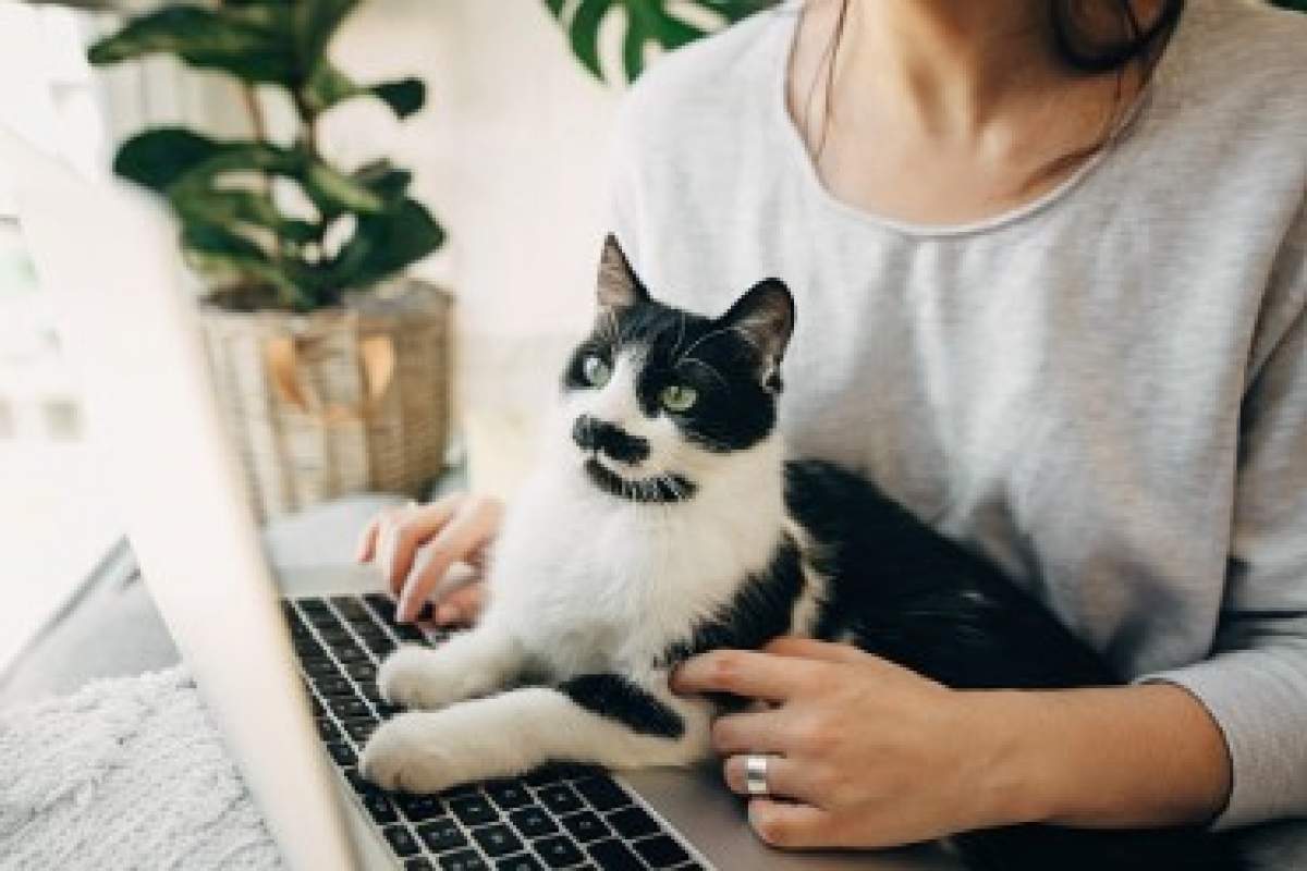 femeia cu pisica la laptop