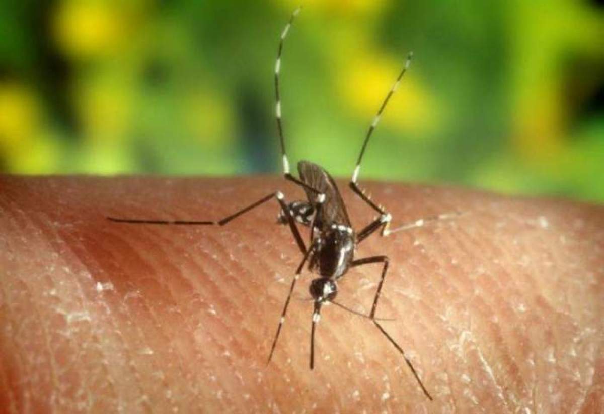 Un nou caz de deces din cauza malariei a fost înregistrat în Republica Moldova. Bărbatul de 26 de ani a călătorit în Africa de Vest