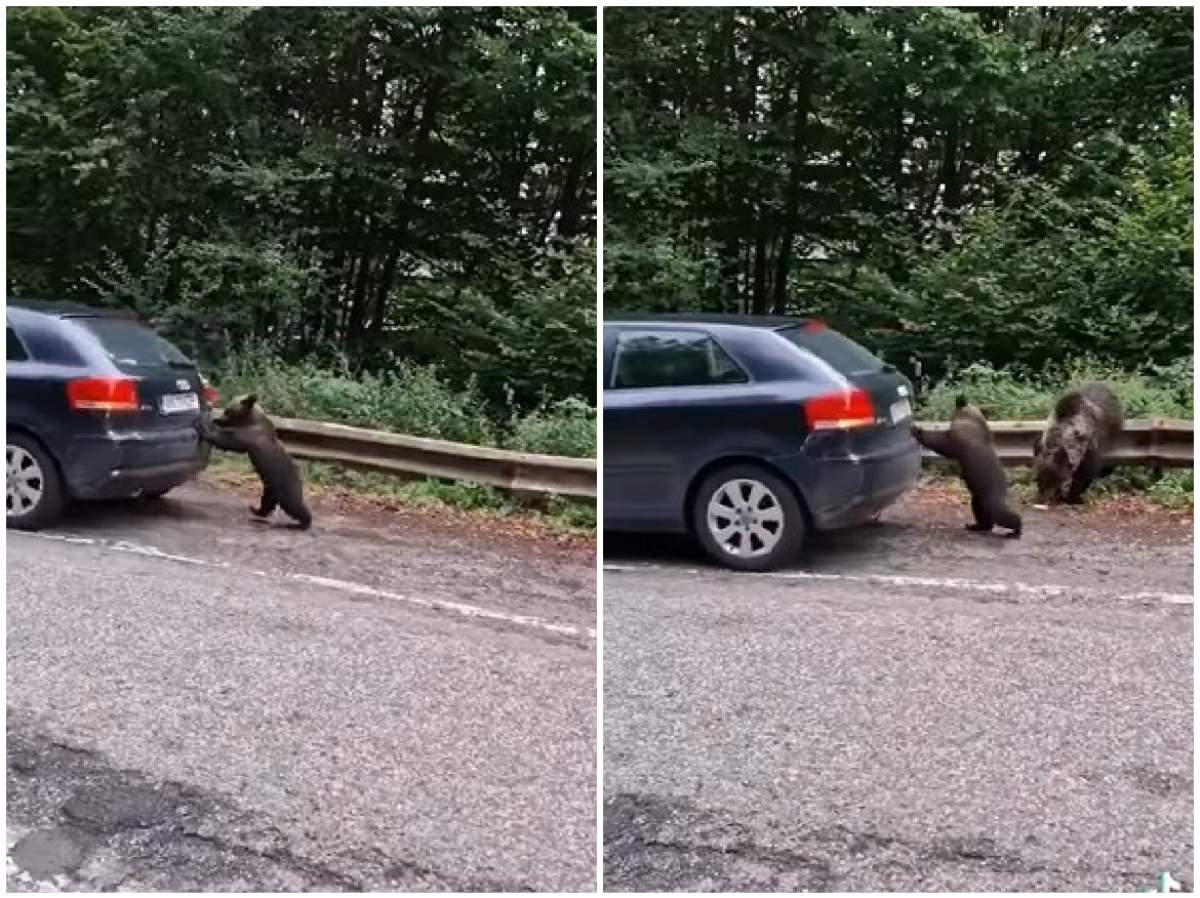 capturi cu puiul de urs care a ajutat șoferul