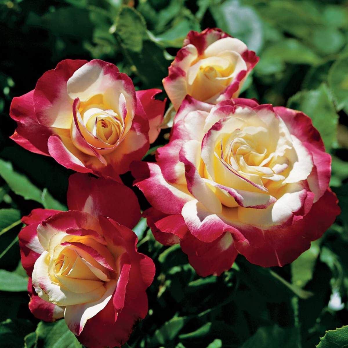 Ce să presari pe pământul din grădină ca să te bucuri de trandafiri înfloriți chiar și toamna. Un truc ieftin pentru gospodine