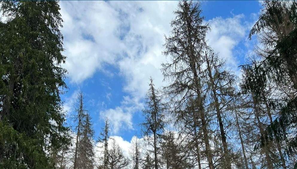 Parcul Natural Apuseni, devorat de insecte. O specie de gândaci a invadat pădurea din aria protejată