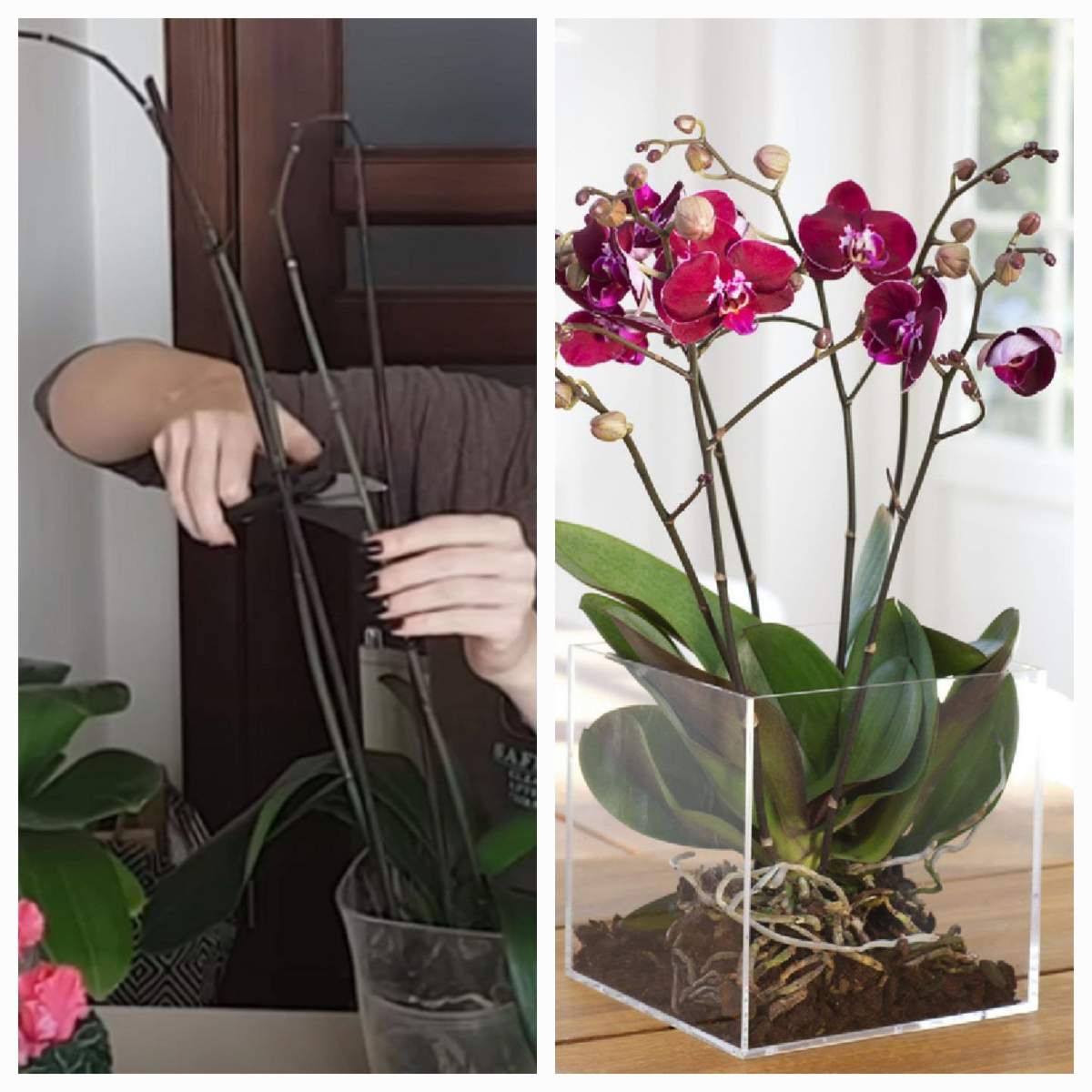 Flori în ghiveci Ingredientul pe care să-l pui pe frunzele plantelor care se rup. Trucul ieftin și util, care te va ajuta