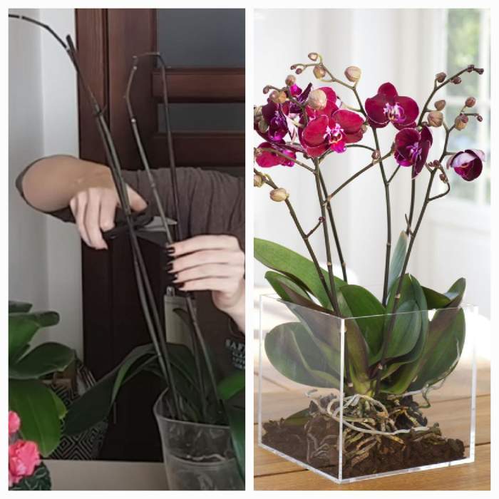 Ingredientul pe care să-l pui pe frunzele plantelor care se rup. Trucul ieftin și util, care te va ajuta