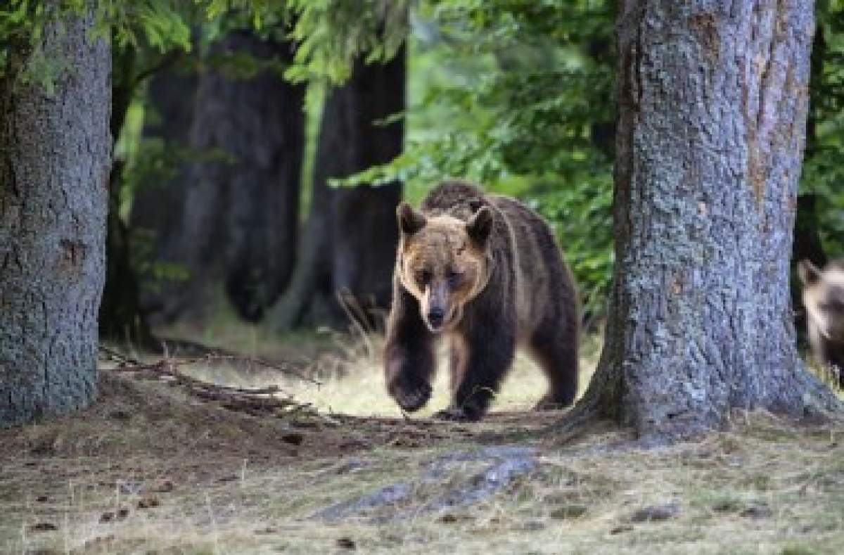 urs în pădure din România