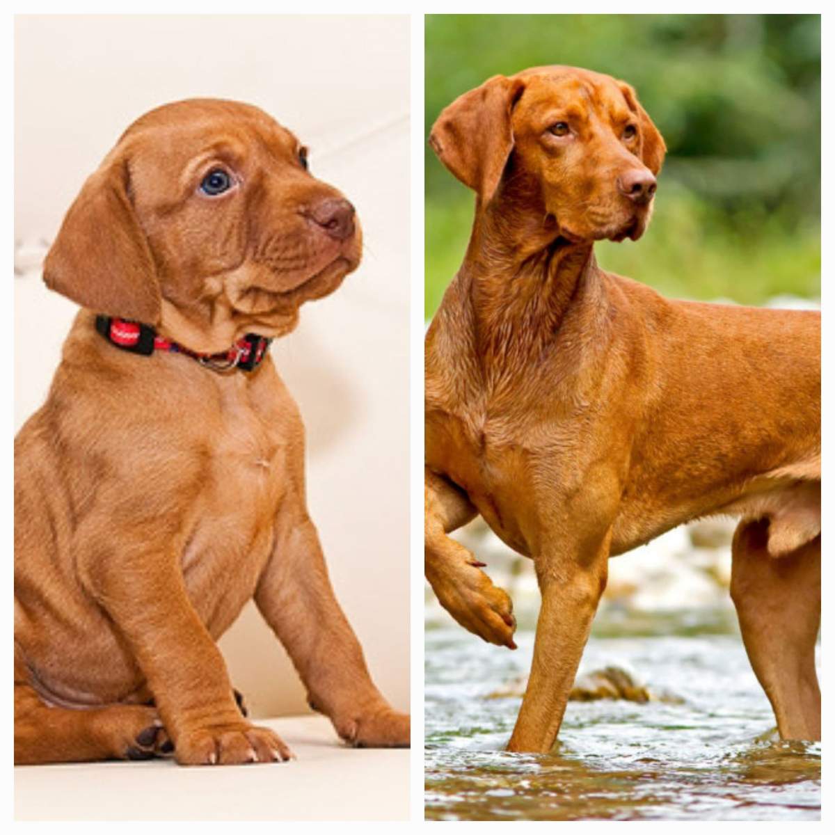 Cât costă un câine rasa Vizsla. Animalul de companie perfect pentru tine și familia ta