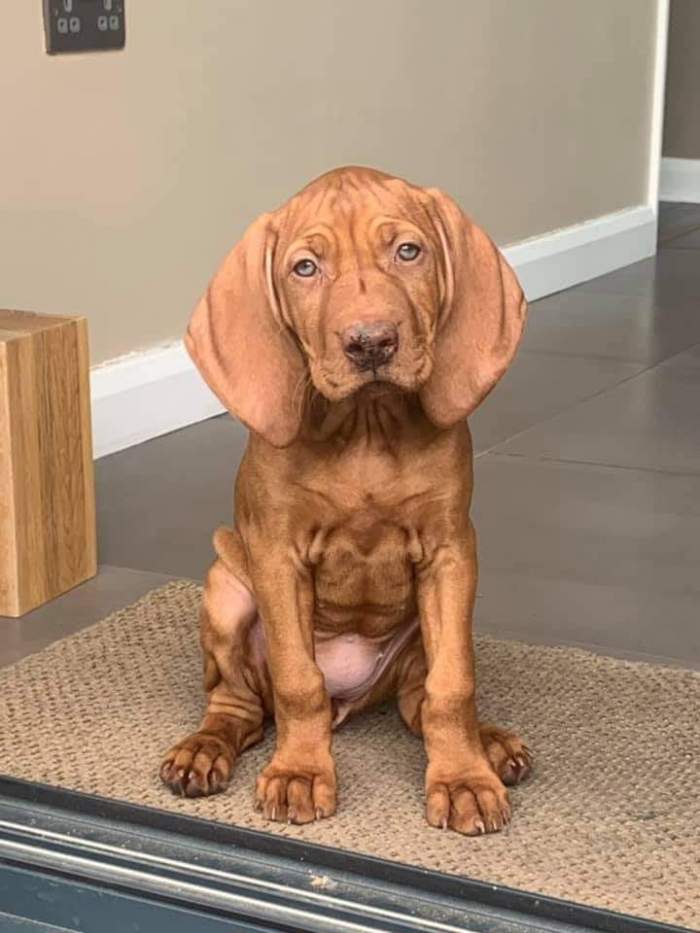 Cât costă un câine rasa Vizsla. Animalul de companie perfect pentru tine și familia ta