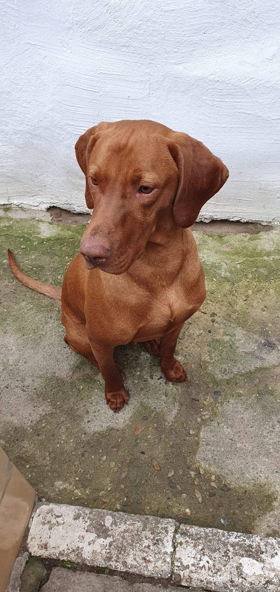 Cât costă un câine rasa Vizsla. Animalul de companie perfect pentru tine și familia ta