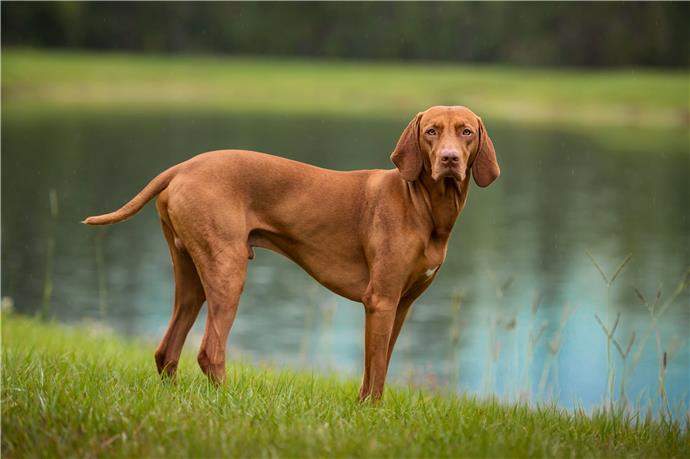 Cât costă un câine rasa Vizsla. Animalul de companie perfect pentru tine și familia ta