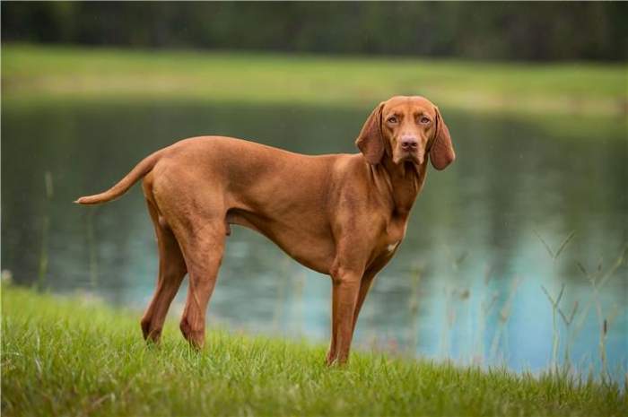 Cât costă un câine rasa Vizsla. Animalul de companie perfect pentru tine și familia ta