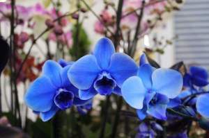 5 flori care îți aduc iubire și înțelegere în casă. Vei avea parte de armonie