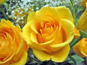 5 flori care îți aduc iubire și înțelegere în casă. Vei avea parte de armonie
