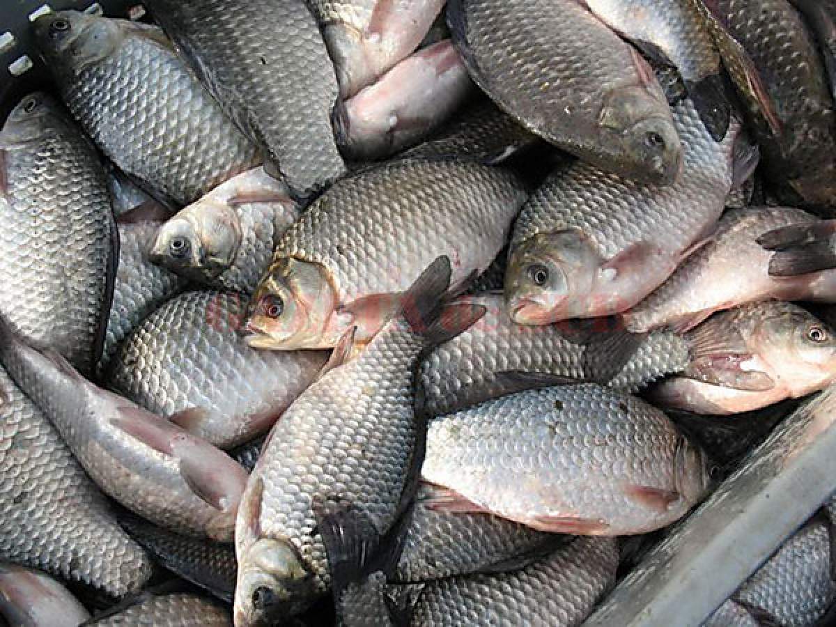 A fost descoperit pește cu metale grele în magazinele românești. Ce anunță șeful ANPC