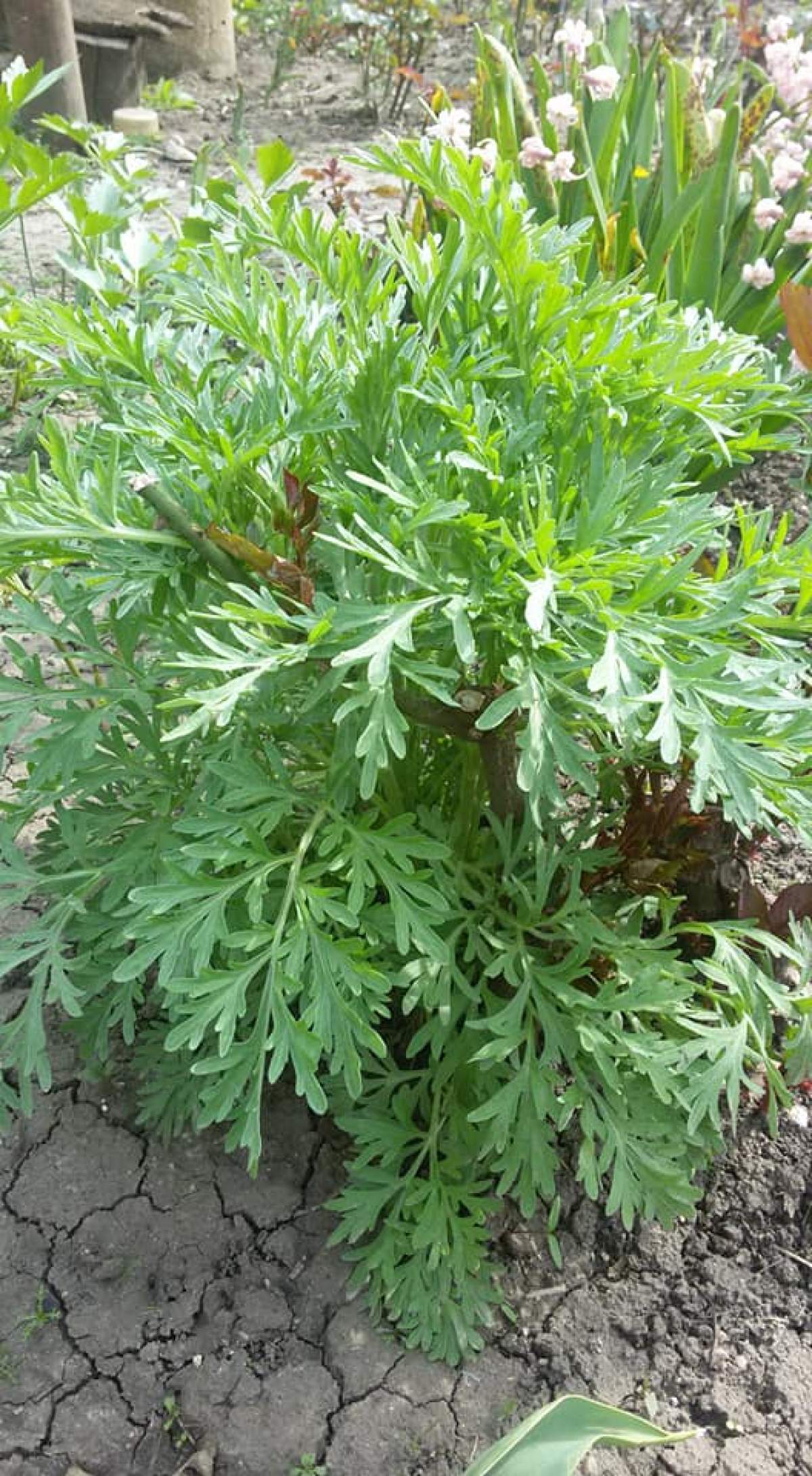 Cum se consumă și ce beneficii are pelinul. Planta care te va ajuta