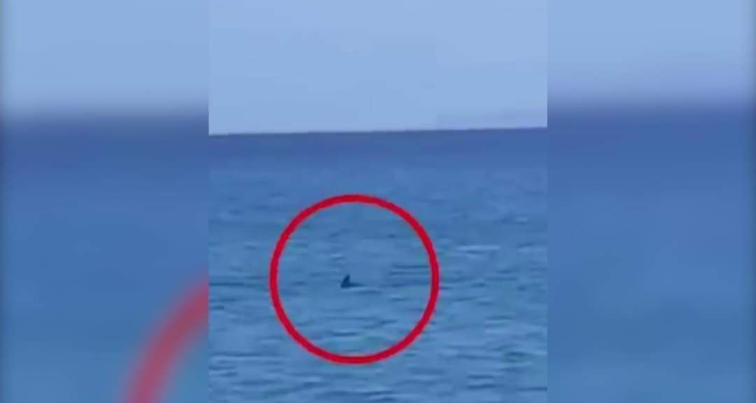 Un rechin de aproape 3 metri a fost văzut înotând aproape de țărm pe o insulă din Grecia. Turiștii sunt în stare de panică