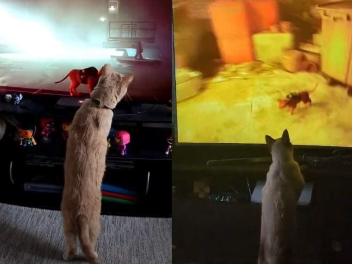 Un joc video în care ești o pisică le-a cucerit pe animalele de companie