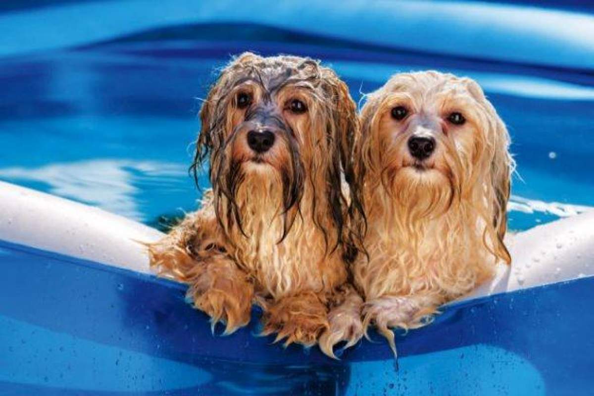 Câini Cum să îți protejezi câinele de caniculă. Gestul prin care animalul tău de companie îți transmite că îi este cald