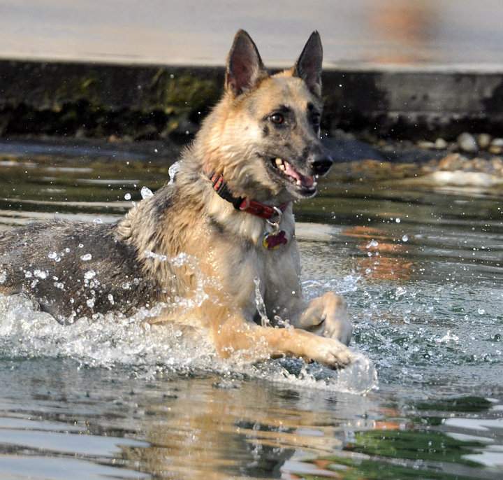 Cum să îți protejezi câinele de caniculă. Gestul prin care animalul tău de companie îți transmite că îi este cald