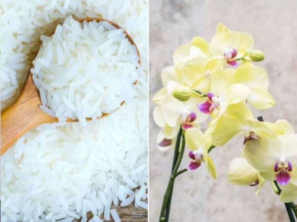 De ce e bine să pui orez în ghiveciul orhideelor