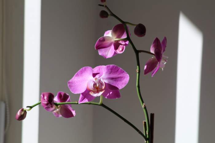 Cum să readuci la viață o orhidee cu ajutorul unui condiment. Secretul care îți va înflori planta