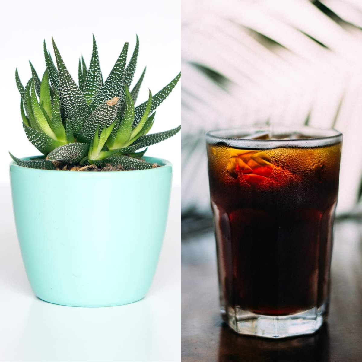 La ce ajută dacă pui cola în ghiveciul florilor. Vei fi surprins când vei vedea transformarea