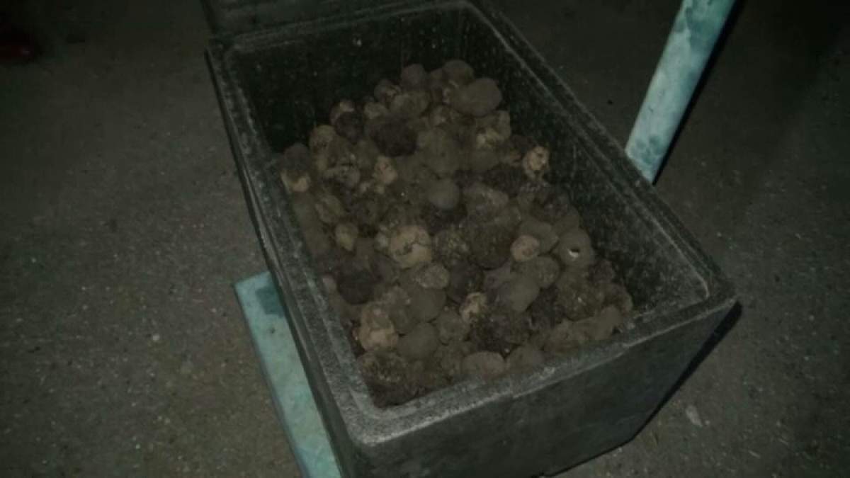 Un bărbat care transporta ilegal 73 de kg de trufe a fost reținut de polițiști. Ce a declarat șoferul