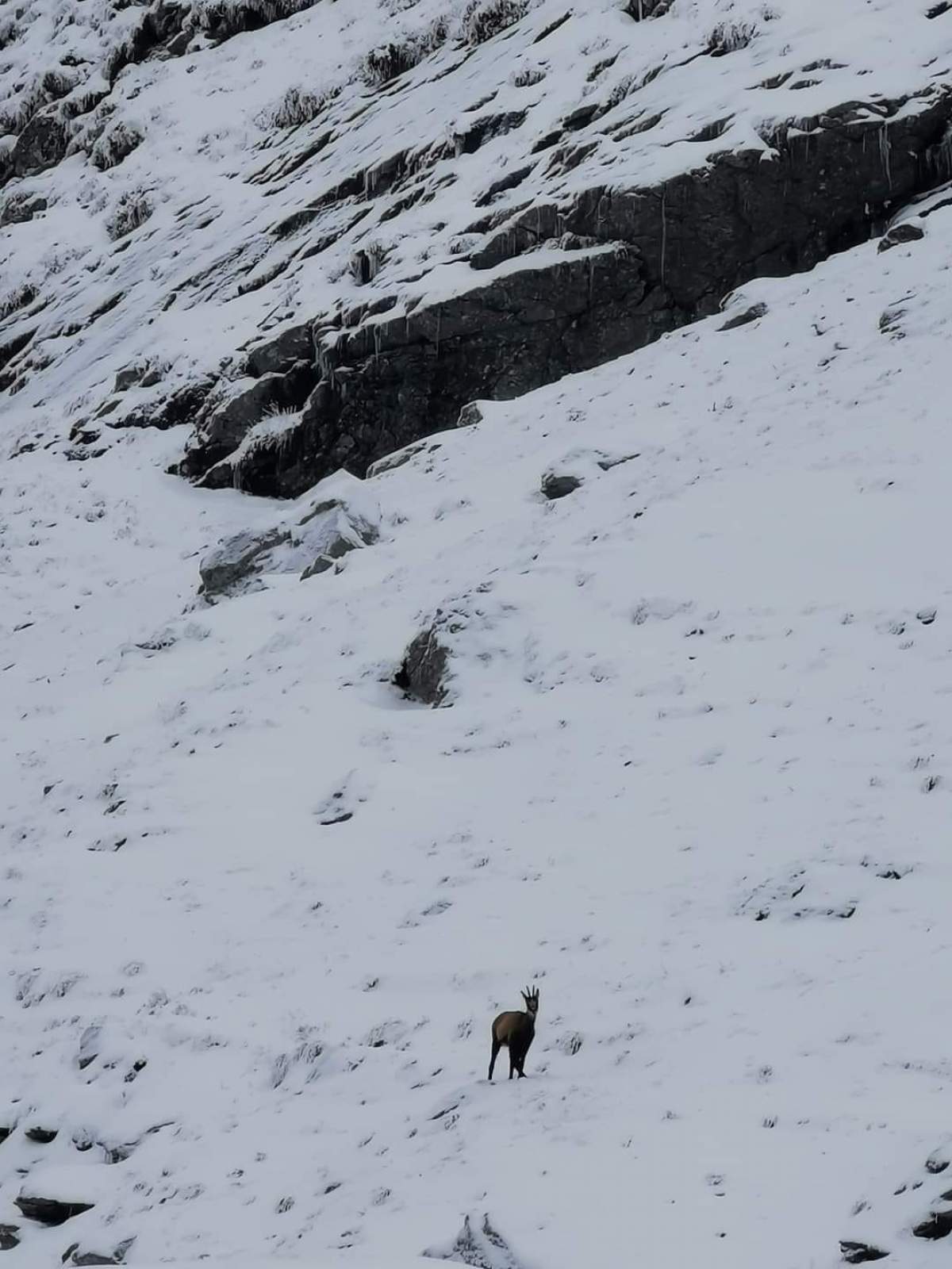 Ninge ca-n povești în România. Zona unde stratul de zăpadă a depășit 50 de centimetri / FOTO