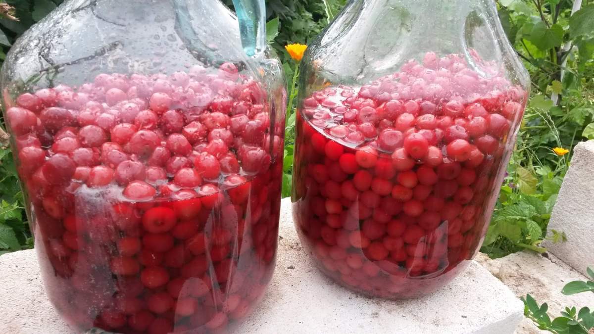 Ingredientul pentru cea mai bună vișinată. Cum să o pregătire la ține acasă
