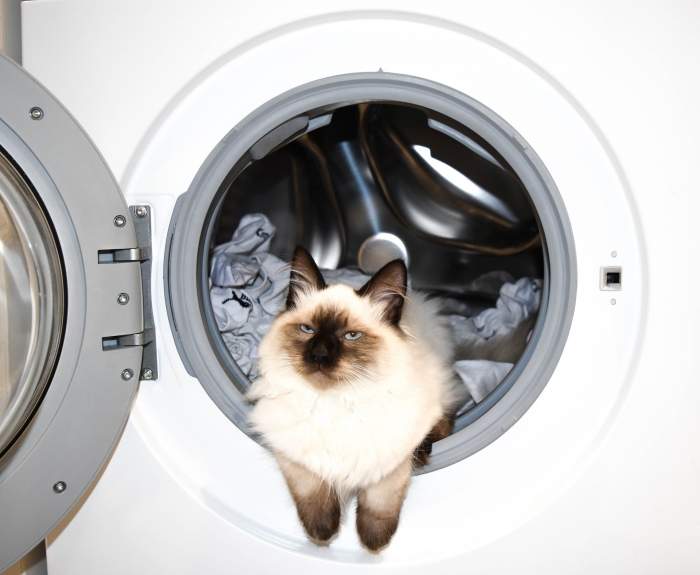 Motivul pentru care pisicile se ascund în mașina de spălat. Ce le atrage și care este explicația acestui gest
