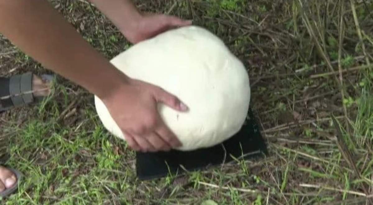 O femeie din Gorj a găsit în curte niște ''mingi albe'' de 3 kilograme. Ce erau, de fapt: ''Nu s-a mai văzut așa ceva''