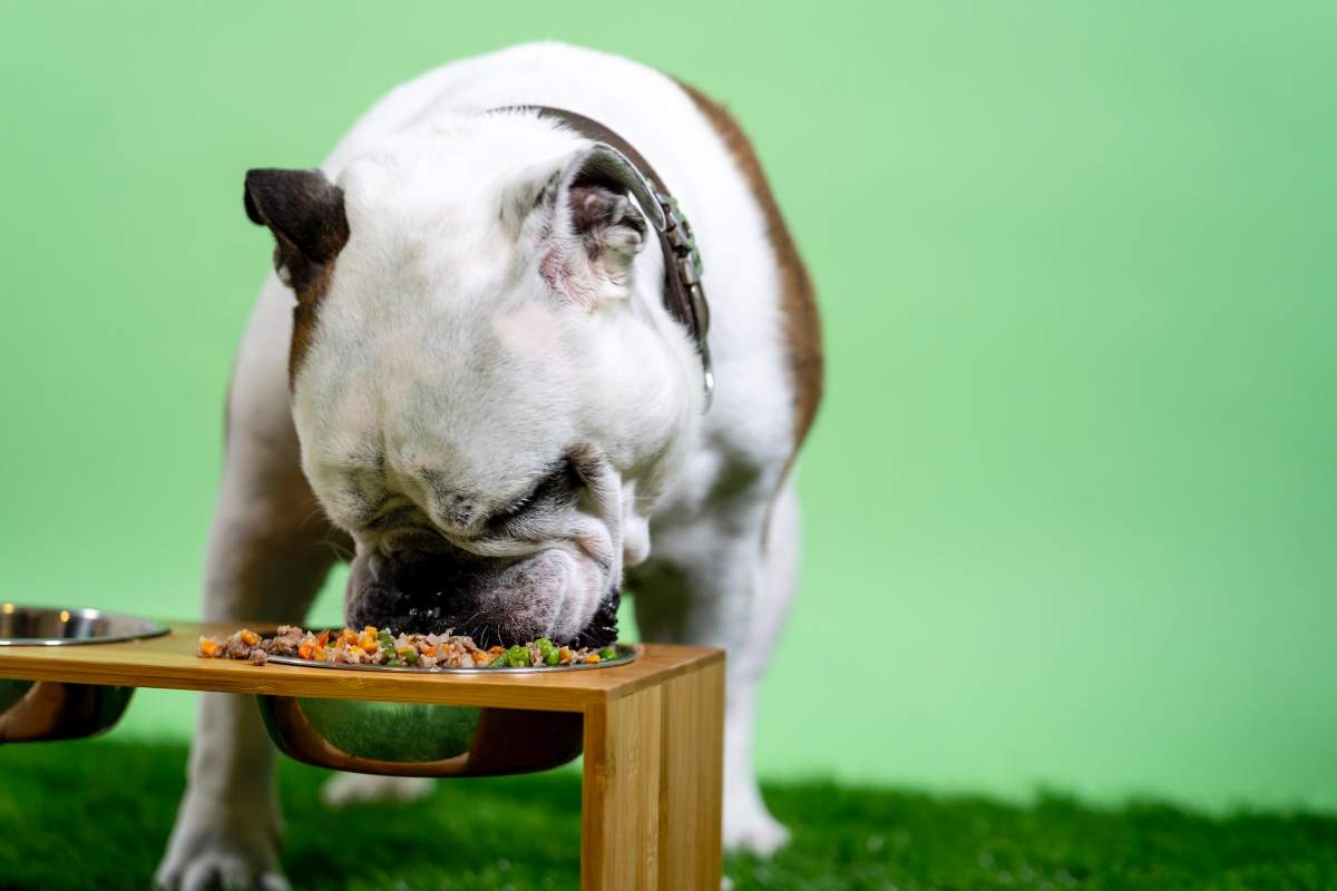 Alimentul care dăunează sănătății câinilor. Ce trebuie să știe iubitorii de animale