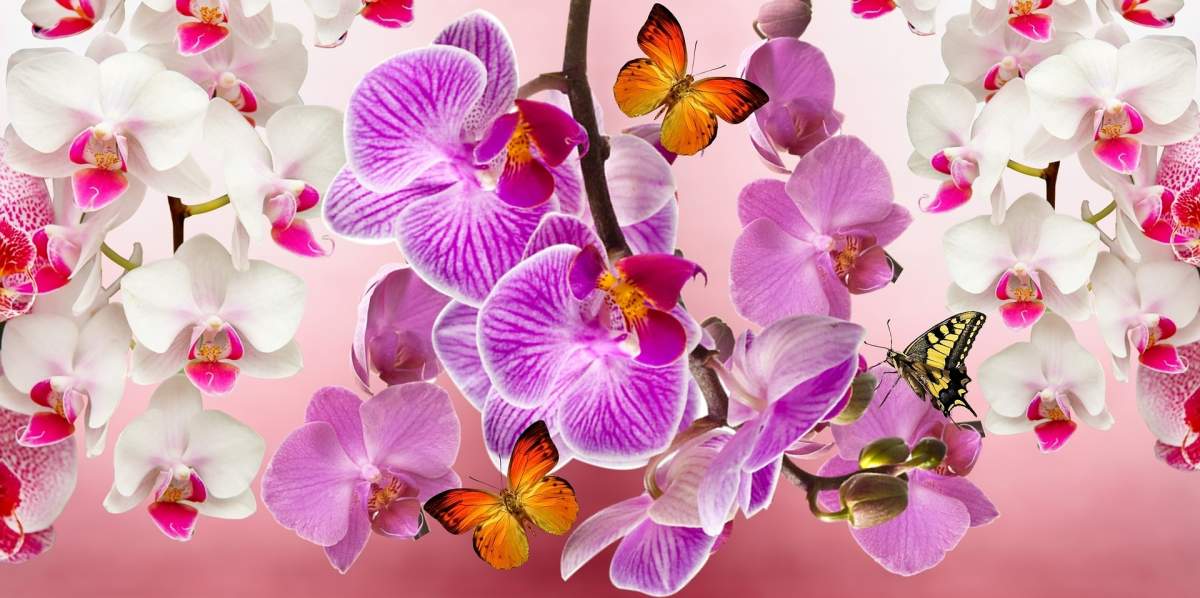 Cum poți îmbina două orhidee într-una singură. Sfaturi importante pentru o grădină de poveste