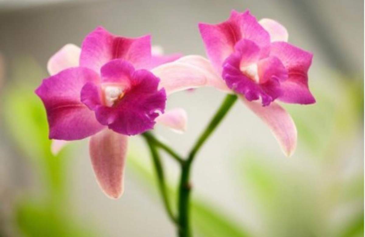 De ce să dăruiești o orhidee. Ce semnificație specială are floarea