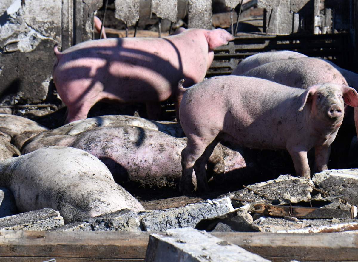 Oamenii care plătesc 1200 de lire ca să fie tratați ca porcii. Aceștia mănâncă de pe jos și să tăvălesc în noroi / VIDEO