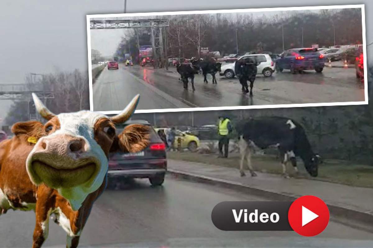 Intrarea în orașul Voluntari, orașul bogaților, blocată de vaci scăpate de sub control! Imagini incredibile! Poliția este depășită de situație / VIDEO