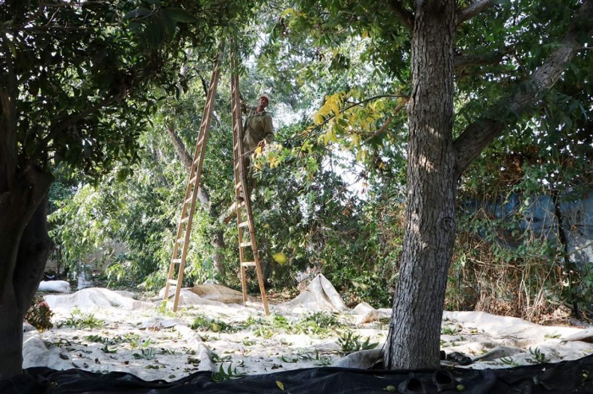 Românii riscă să fie amendați dacă taie nucii, inclusiv cei care înlătura copacul din propria curte