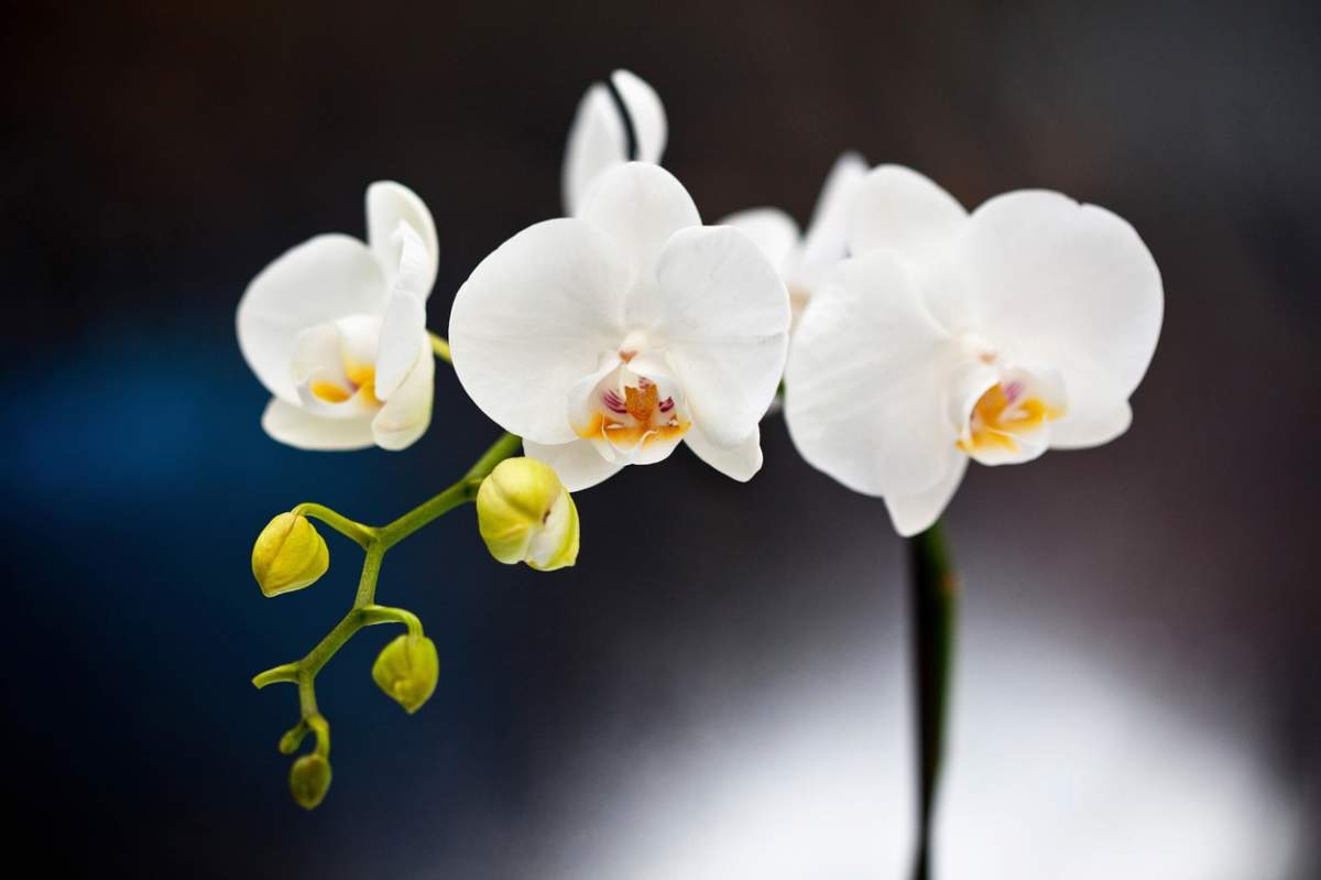 Orhidee albă