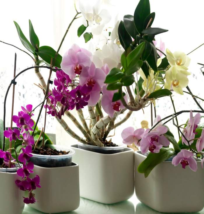 De ce mucegăiesc orhideele