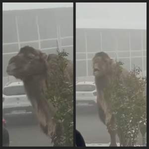 O cămilă, surprinsă în curtea unui hotel din Cluj-Napoca. Imaginile cu animalul sunt virale / VIDEO