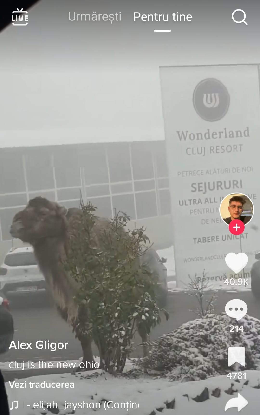 O cămilă, surprinsă în curtea unui hotel din Cluj-Napoca. Imaginile cu animalul sunt virale / VIDEO