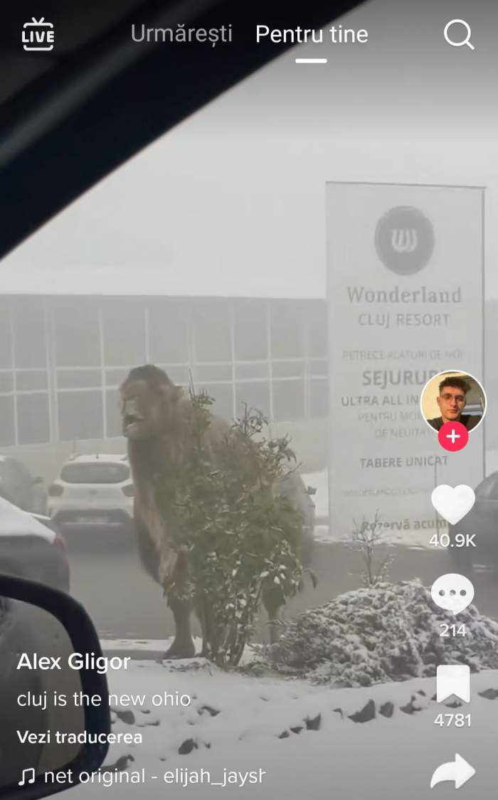 O cămilă, surprinsă în curtea unui hotel din Cluj-Napoca. Imaginile cu animalul sunt virale / VIDEO