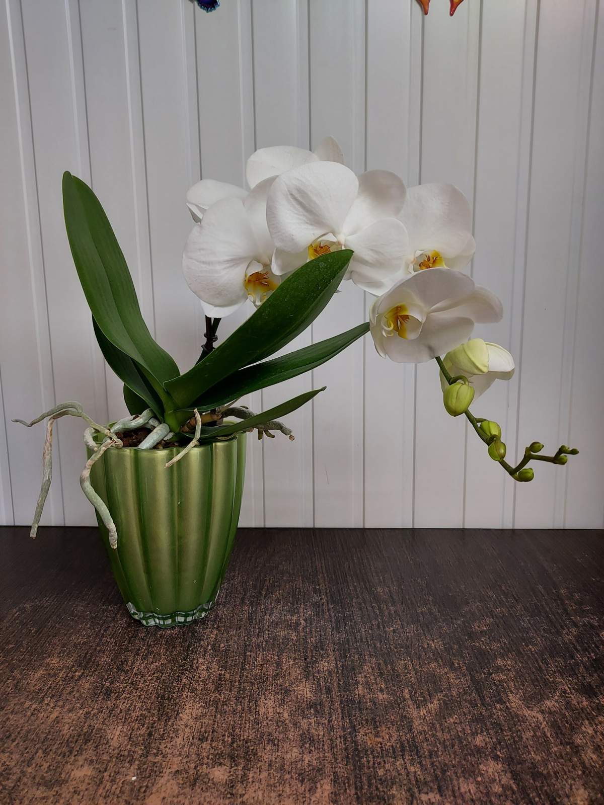 Orhidee Rădăcinile orhideei