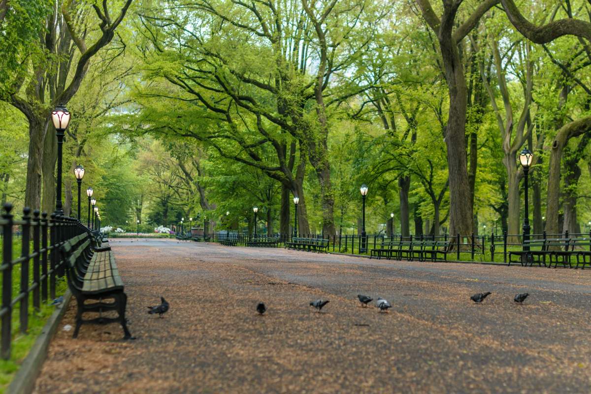 porumbei și bănci într-un parc