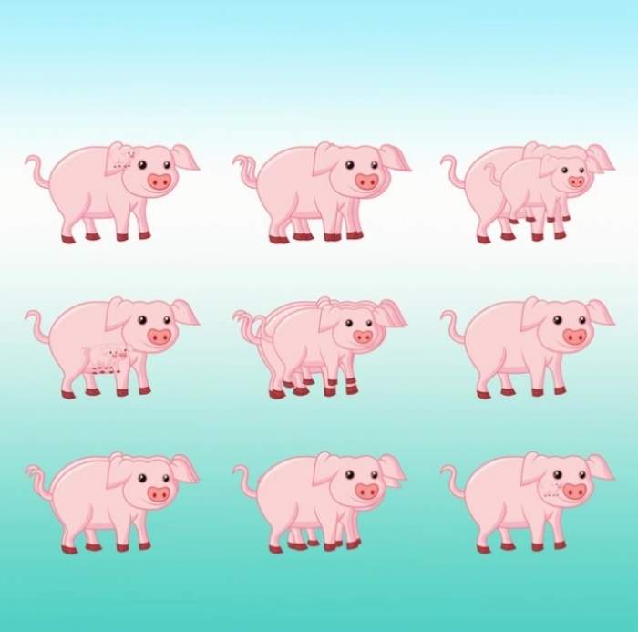 Test de inteligență! Câți porci sunt în această imagine? Dă un răspuns în 15 secunde și vezi ce IQ ai / FOTO