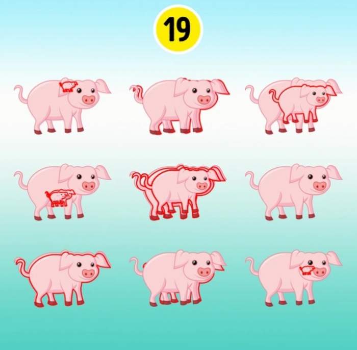 Test de inteligență! Câți porci sunt în această imagine? Dă un răspuns în 15 secunde și vezi ce IQ ai / FOTO