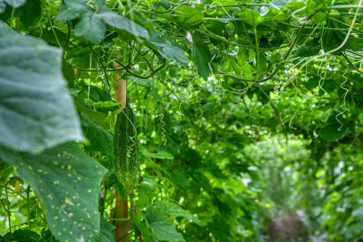 fotografie frumoasă de verdeață scenă a culturii de legume de castraveți sau tărtăcuță amară la fermă.