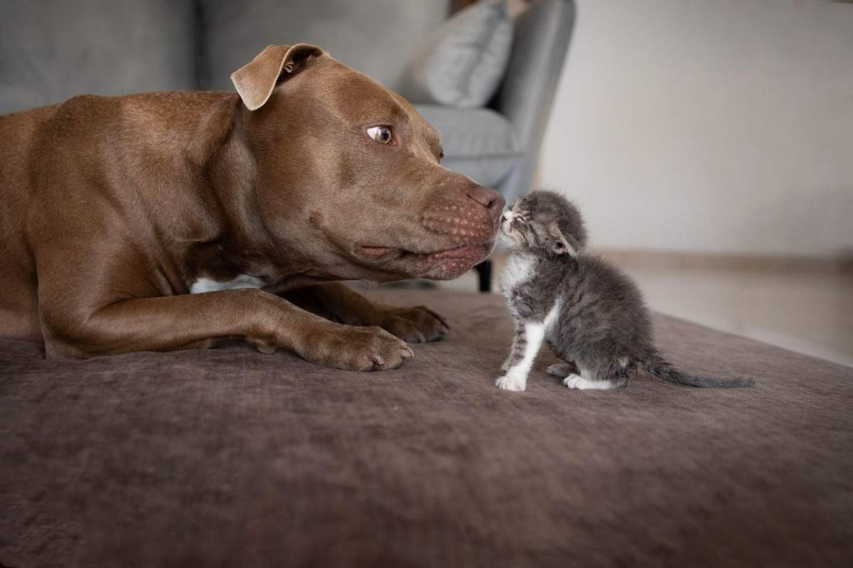 Un pisoi cu un caine pit bull