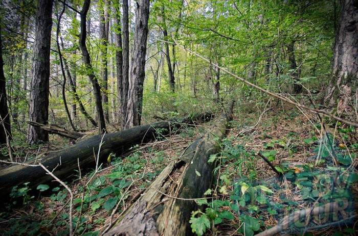 copaci și frunze în pădure