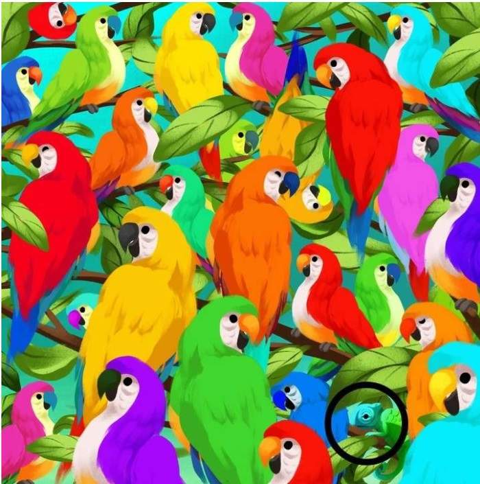 Test IQ iluzie optică! Doar 5% dintre persoane pot depista cameleonul ascuns printre papagalii din imagine în 9 secunde / FOTO